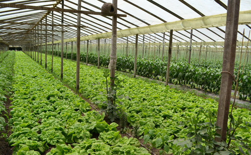 La provincia de Buenos Aires aprueba proyectos hortícolas agro ecológicos por más de $57 millones 02 07 20 2