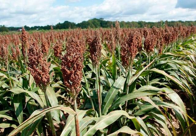 El año del sorgo. Fuente: Dos Florines