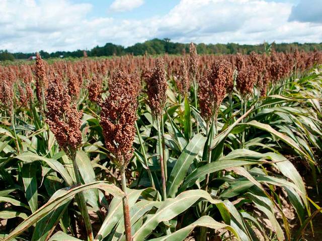 El año del sorgo. Fuente: Dos Florines