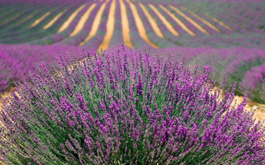 Foto Aromaticas Sustentables 1024x640