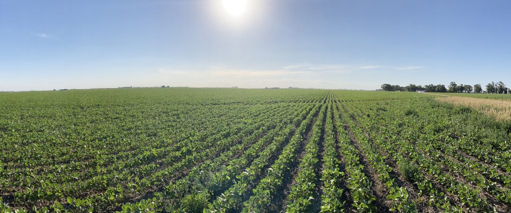 Campo Soja 1024x428 1
