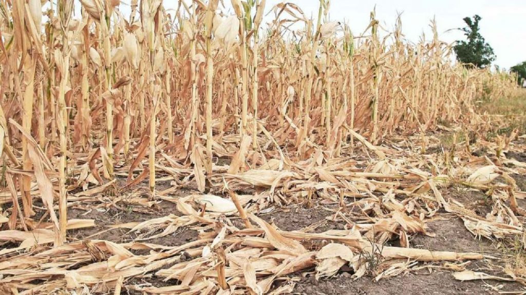 Sequías ecológicas, el resultado del calentamiento global Sequia Trigo Cambio Clima 1024x574