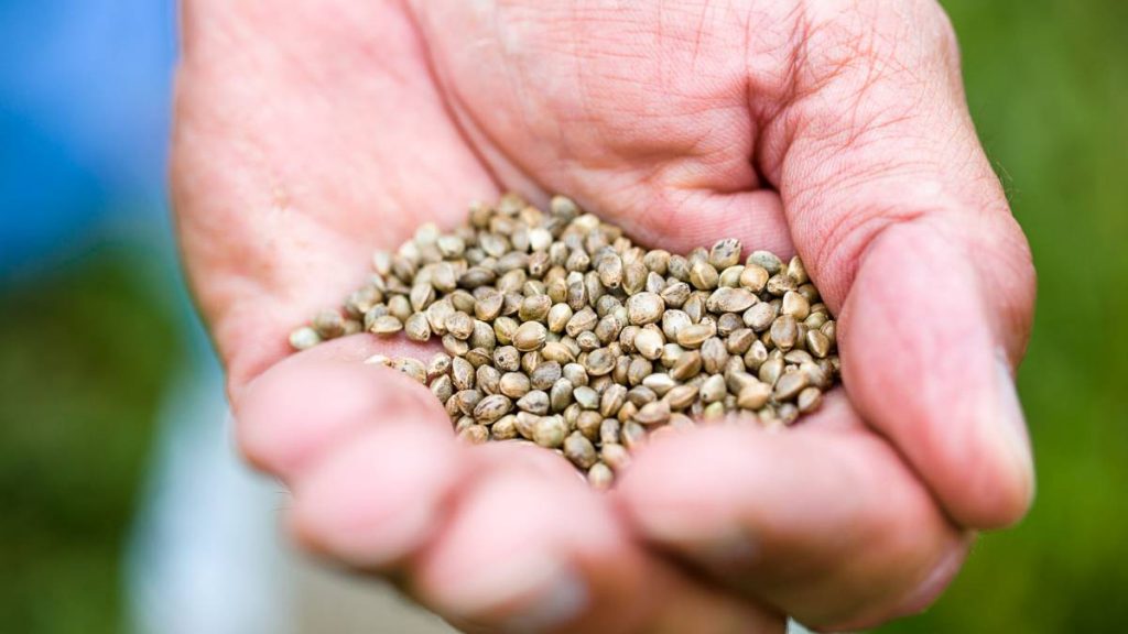 Sin Ley, peligra el "uso propio" de semillas para agricultores 1520874685 702502 1520874815 Noticia Normal 1024x576