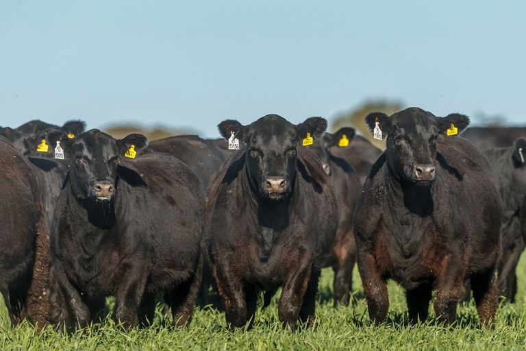 Angus con fuerte inversión en el nuevo mercado agroganadero de Cañuelas XF65GLHIRFGNVKMR5IGBIZAIEQ