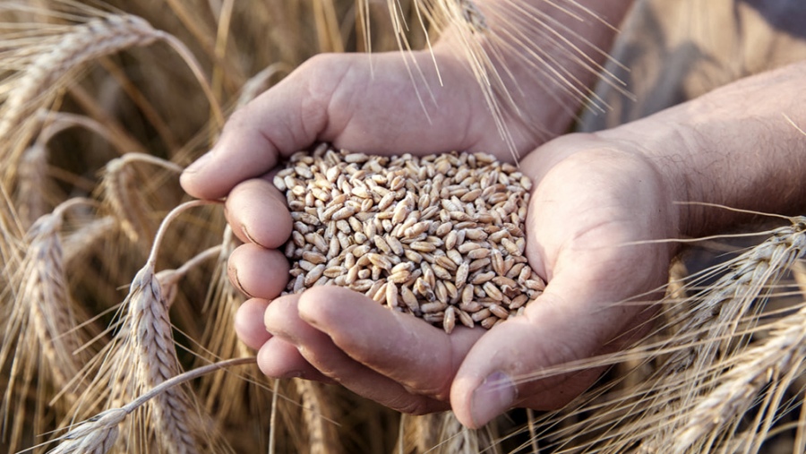 Impacto en precios: El sector molinero está preocupado por el abastecimiento de trigo 5ed4d7e83e839 900