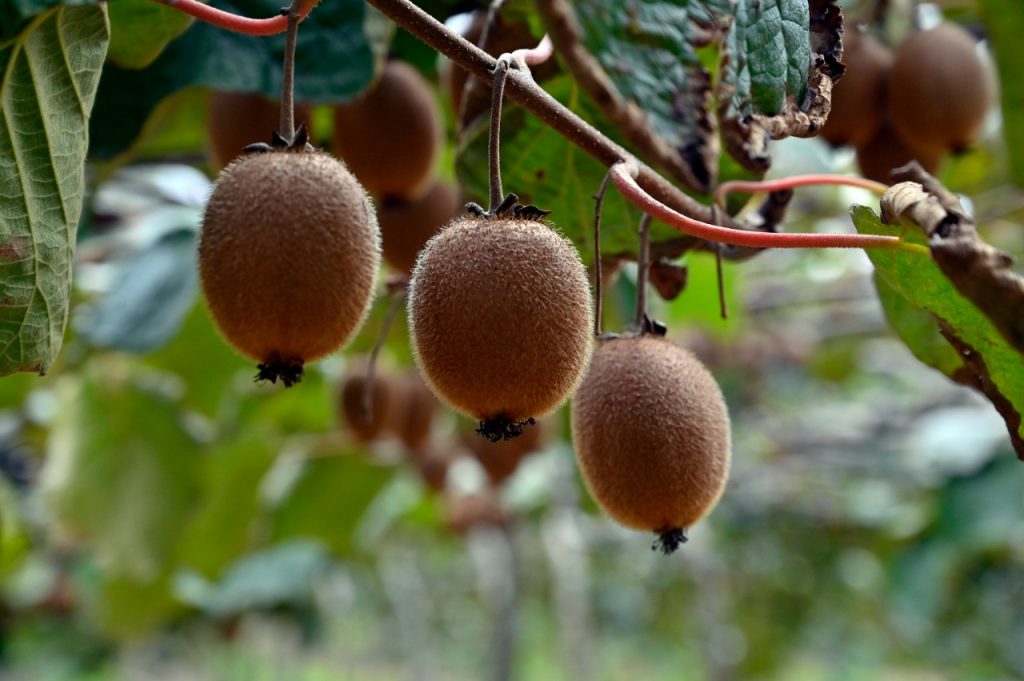Buenas perspectivas para la producción de kiwi en Entre Ríos Kiwi 1024x681