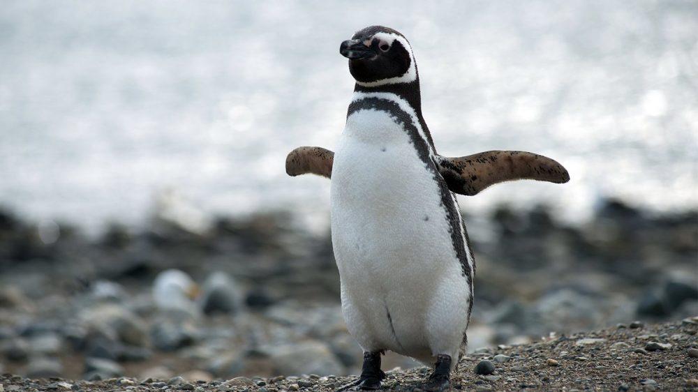 Investigadores argentinos confirmaron la presencia de microplásticos en los pingüinos de Magallanes Foto Pinguinos De Magallanes