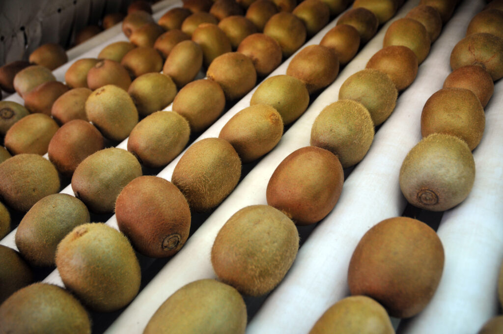 Agricultura acompañó la primera exportación de kiwi con Indicación Geográfica a España 230622150410 1024x680