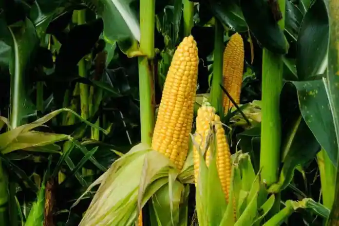 Apoyo del Consejo Agroindustrial al Proyecto de Ley de Presupuestos Mínimos para el uso de fitosanitarios Maiz De Segunda La Clave Para El Desarrollo De Bioetanol En Brasil