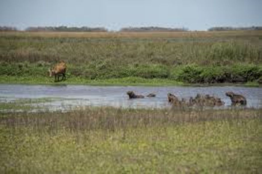 Nuevo proyecto de restauración de ecosistemas en áreas protegidas nacionales de Argentina Foto Ecosistemas En La Argentina