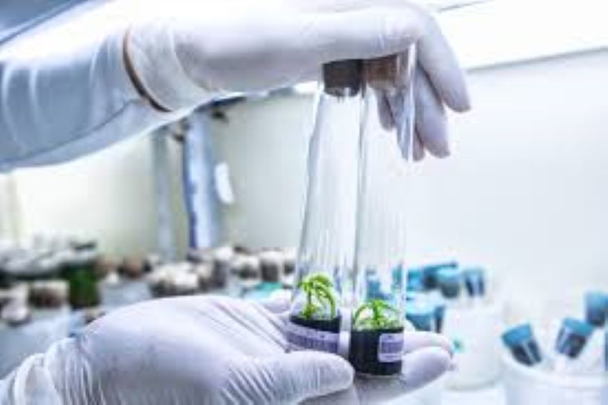 Misiones promoverá la producción orgánica Foto Misiones Organicos