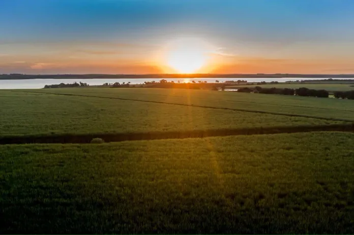 Gigante De La Agro Bioenergia Reduce En 70 Su Dependencia De Fertilizantes Y Cultiva Casi 2 Millones De Hectareas Con Bioinsumos