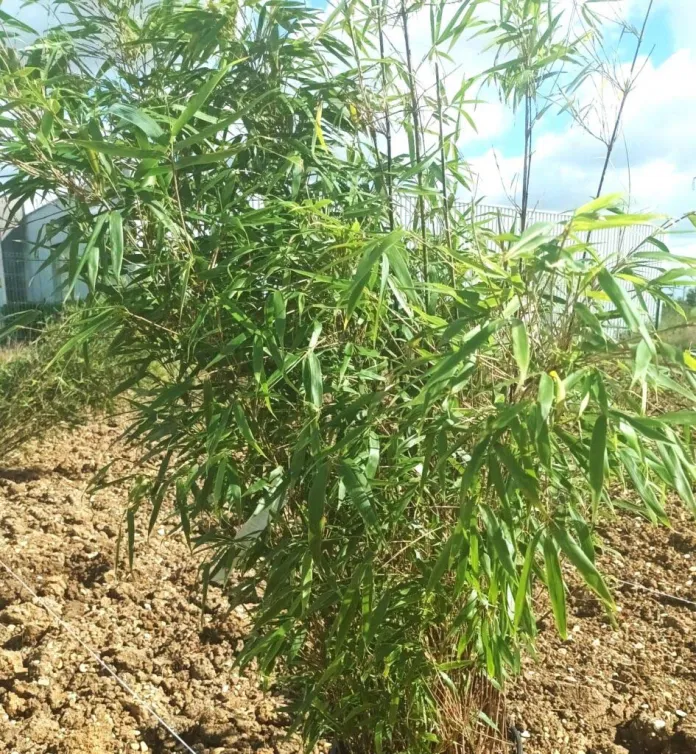 Sera El Bambu El Cultivo Que Transformara El Panorama Energetico De Europa Algunos Apuestan A Que Si 1