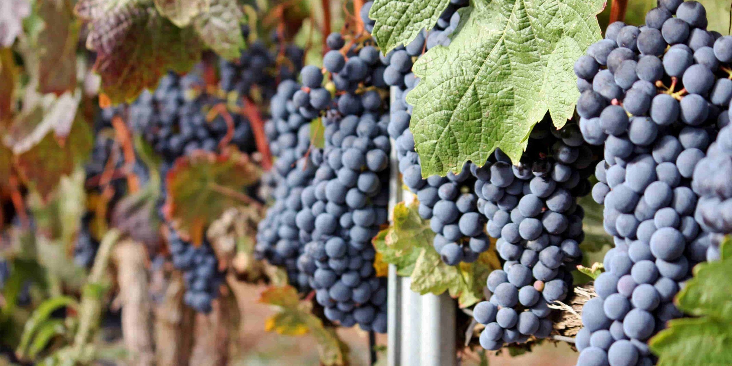 UVAS