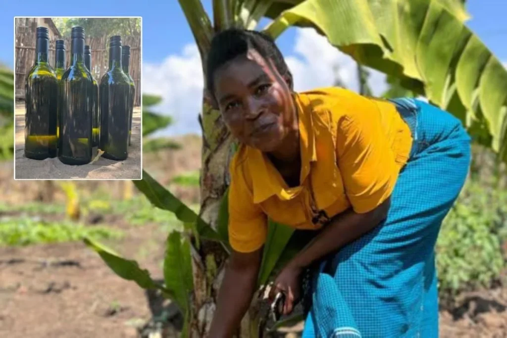 Agricultoras crean vino de banana: innovación y resiliencia al cambio climático Vino De Banana Malawi 1024x683
