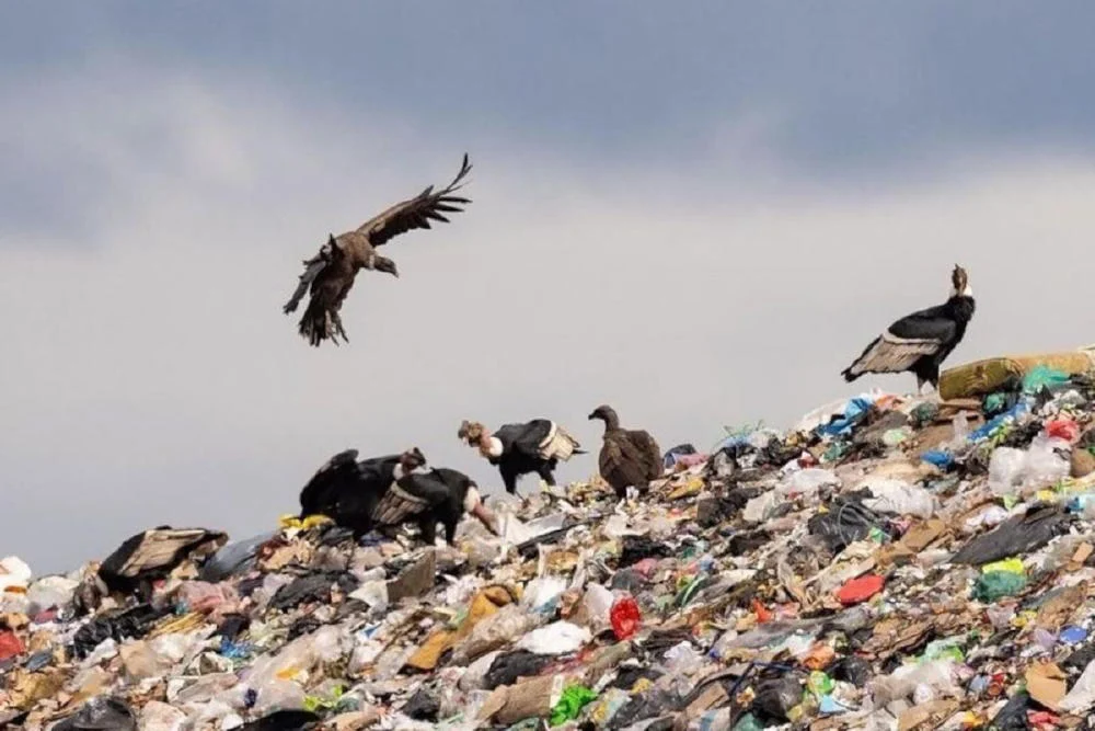 La basura mal administrada se duplicará en 2050 pero hay tiempo de prevenirlo Condor Basura2