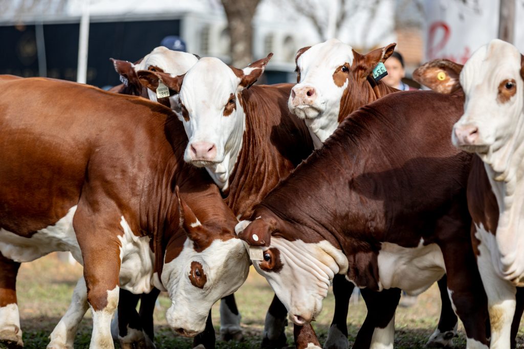 Llega Expo Braford Avanza a la Capital Nacional de los Agronegocios Descarga La Foto De Ganado 1024x683