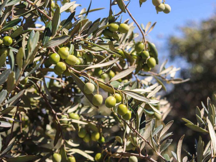 Bioeconomia De La Aceituna El Viaje Circular De La Aceituna Espanola 696x522 1