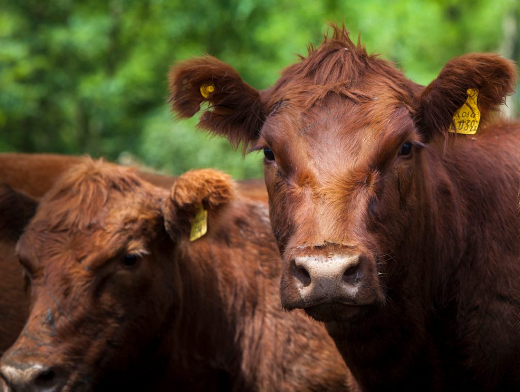 Revolución digital en el agro: la solución que ayuda a los productores a cuidar la salud del ganado y certificar la calidad de su producto Img 20230327 Wa0026 1024x771