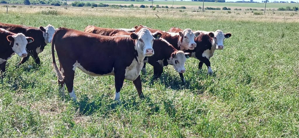 El RIMI marca nuevas oportunidades para las Inversiones Agroindustriales 2 Rimi Vaca 1024x473