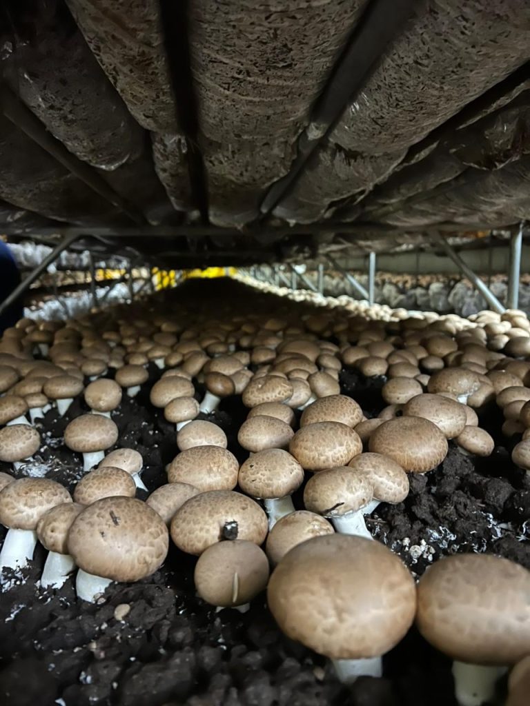 El negocio de los hongos crece en Argentina: la empresa familiar que abastece hasta el 50% del mercado Planta Produccion De Hongos Del Pilar Copia 768x1024