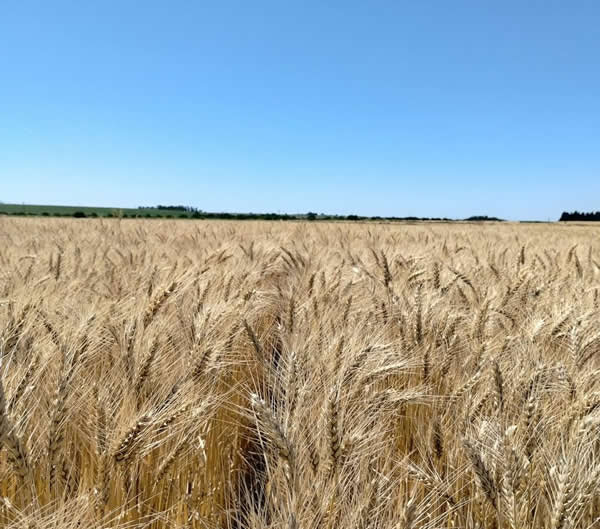 El consumo de fertilizantes consolidó su crecimiento con un aumento del 3 % en 2025 Unnamed