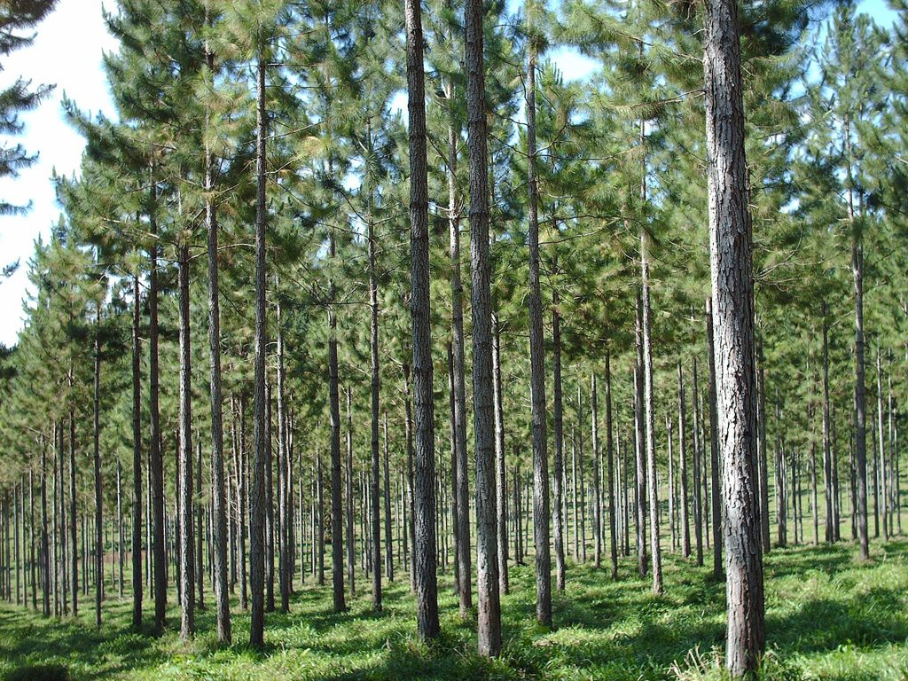 Tierras rurales: AFoA dice que restringir la inversión extranjera no protege el ambiente Unnamed 1024x768