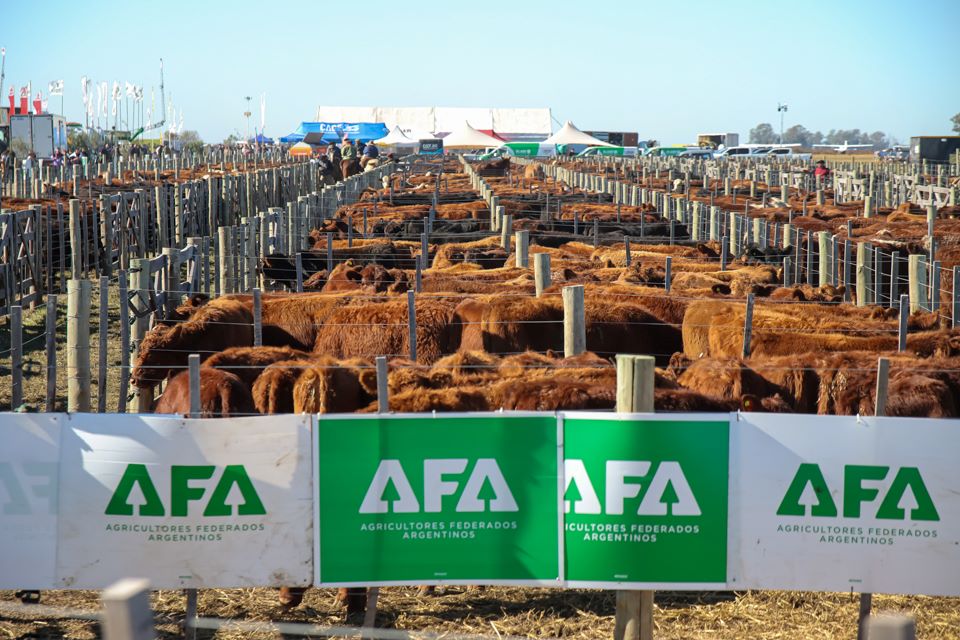 Agroactiva ganadera 2026: genética de elite, lechería histórica y el escenario más grande del año para el sector pecuario argentino