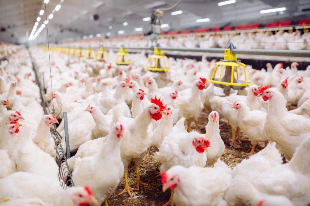 Investigación sobre seguridad alimentaria de la Universidad Nacional de Luján es premiada por la Asociación Latinoamericana de Avicultura (ALA) Shutterstock 796537681 Scaled 1 2048x1366 1 1024x683