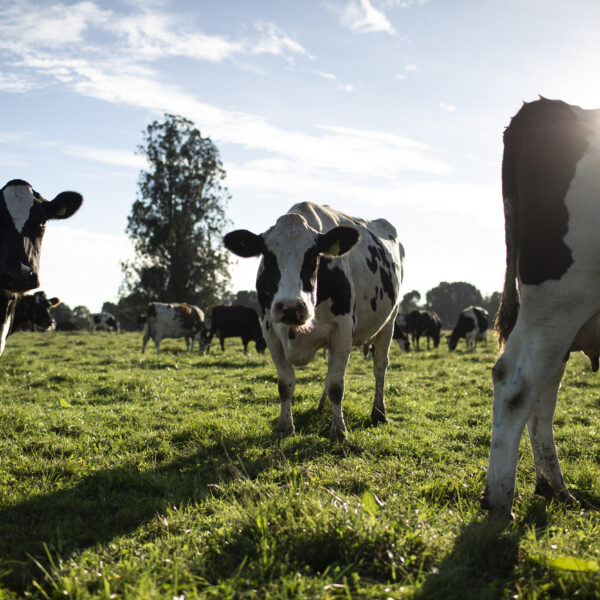 nestlé dairy climate plan​ chile