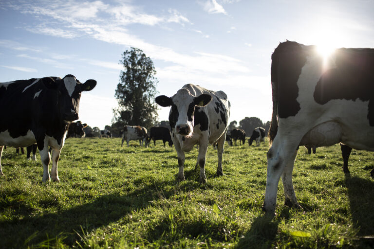 nestlé dairy climate plan​ chile