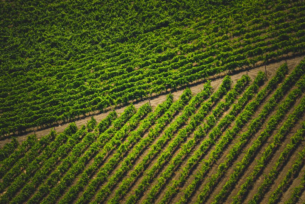 1781639656 archive pexels francesco ungaro 26887756 rz1000