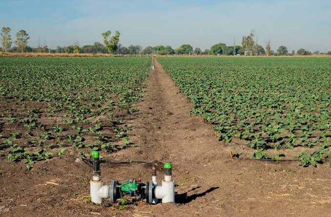 foto mexico agricultura sustentable