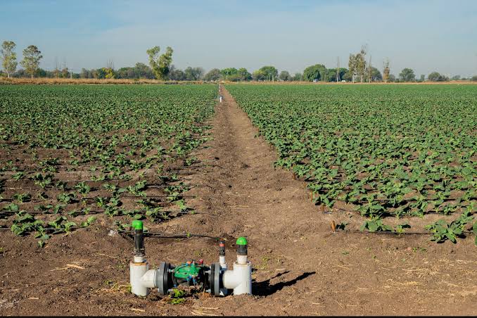 El campo mexicano apuesta por la sustentabilidad y el ahorro de agua foto mexico agricultura sustentable