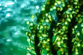 Microalgas, alternativa sustentable para crear colorantes del futuro foto microalgas como pigmentos naturales