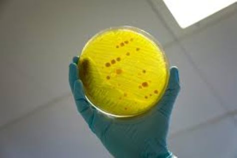 foto microplásticos antibióticos