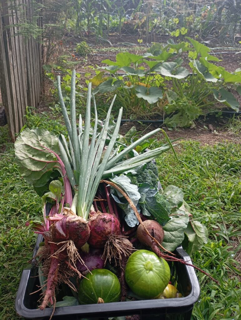 Volver a la huerta: una práctica sustentable que recupera alimentos, comunidad y educación whatsapp image 2026 06 28 at 23.23.44