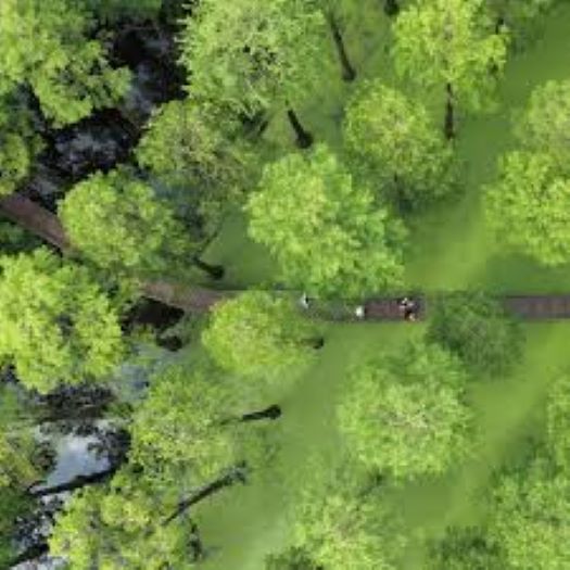 China levantó una ‘Gran Muralla Verde’ frente a su peor enemigo en 1978; cinco décadas después, usará su mejor arma para tumbar a su rival foto china muralla verde