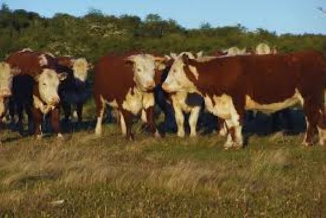 foto inta fao ganaderia sustentable