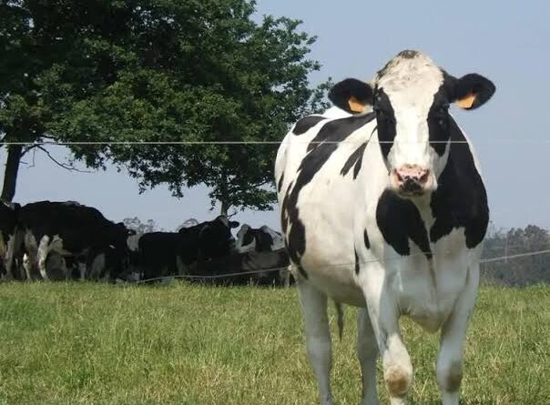 Producir y conservar en la misma hectárea: el modelo sustentable que posiciona al bosque patagónico en el mercado global foto bosque patagónico