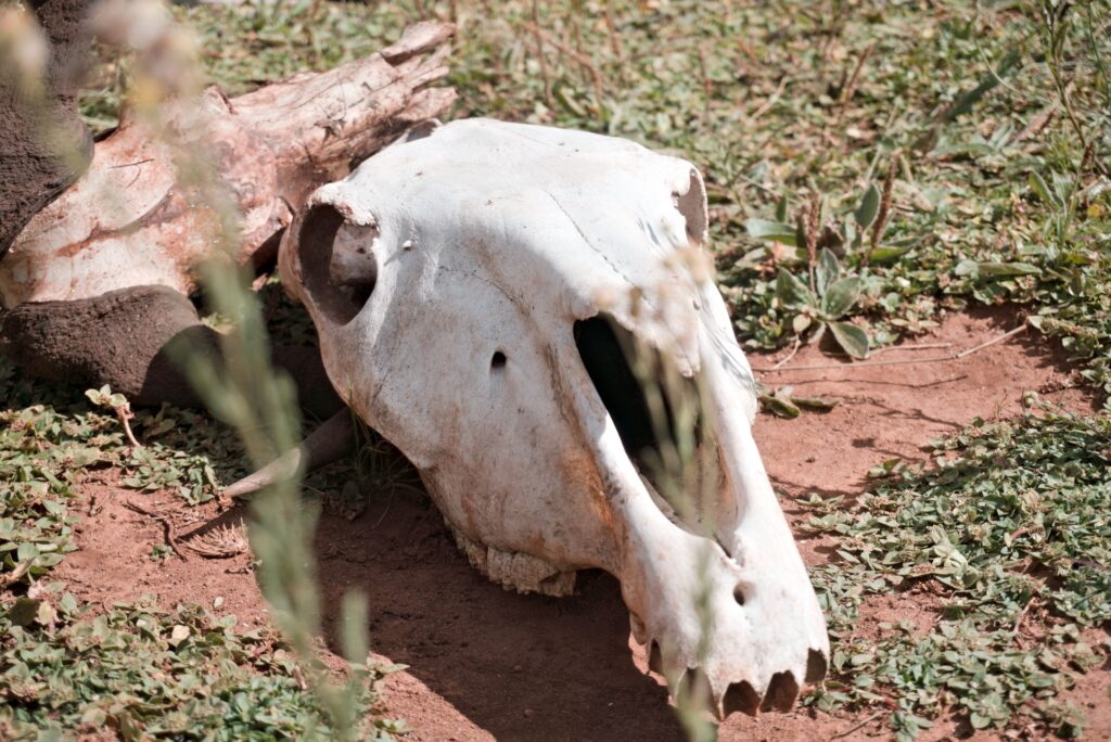 foto deterioro ambiental fauna silvestre