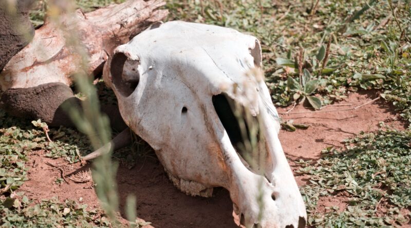 foto deterioro ambiental fauna silvestre