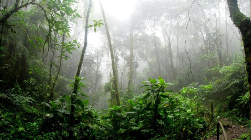 Colombia blinda el 42% de su territorio amazónico frente a la minería y el petróleo: qué cambia con la nueva reserva 1787500631 archive pexels davidriano 975771 rz1250
