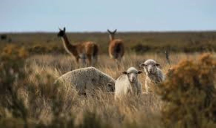 Impulsan la ganadería sustentable: destinan US$ 4,4 millones para integrar la producción con el bosque nativo foto ganaderia regenerativa y sustentable