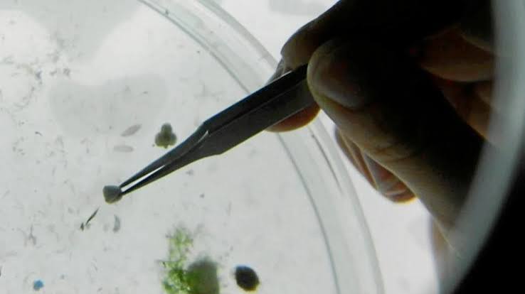 foto contaminantes quimicos