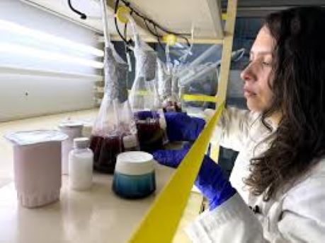 foto microalgas como ingradiente de helados