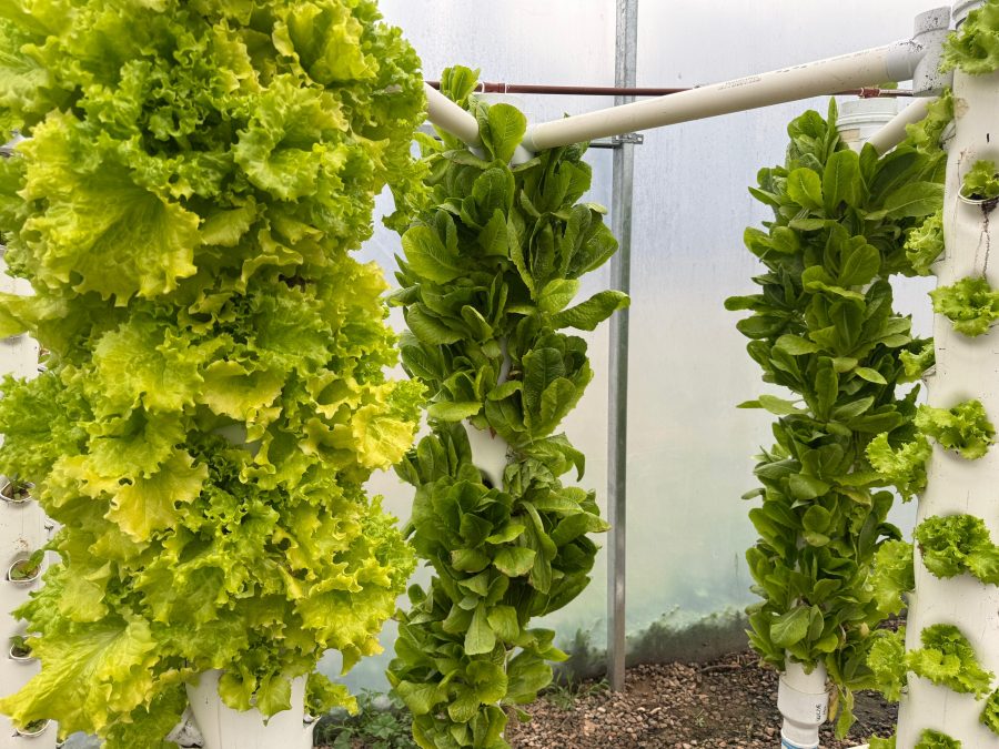 Se desarrolló un sistema hidropónico para hortalizas en el Vivero Sol Puntano foto vivero puntano sustentable