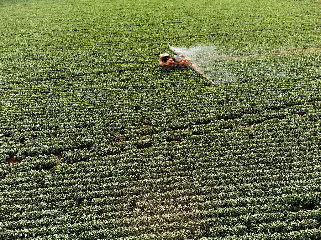 Agrotóxicos: Greenpeace expresa preocupación por la exoneración de una investigadora del INTA cerrado expedition in brazil pesticides on soy field expedição cerrado no brasil